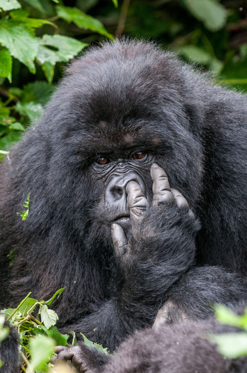 These Are the Winners of the 2015 Comedy Wildlife Awards