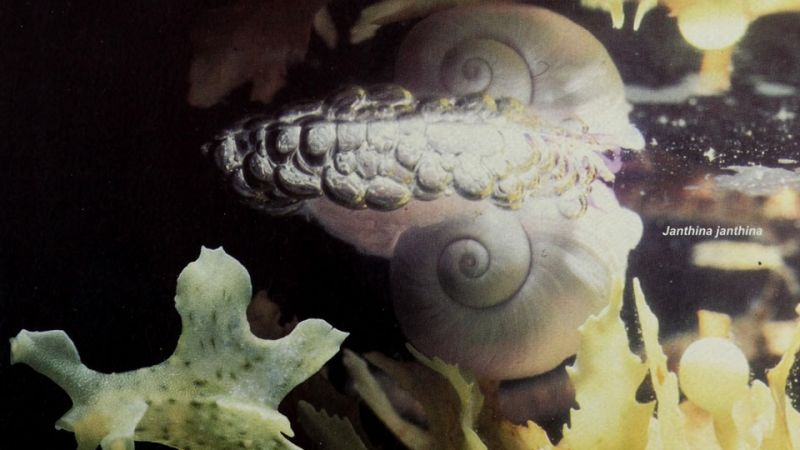 This Snail Lives Its Life Upside Down on a Bubble Raft