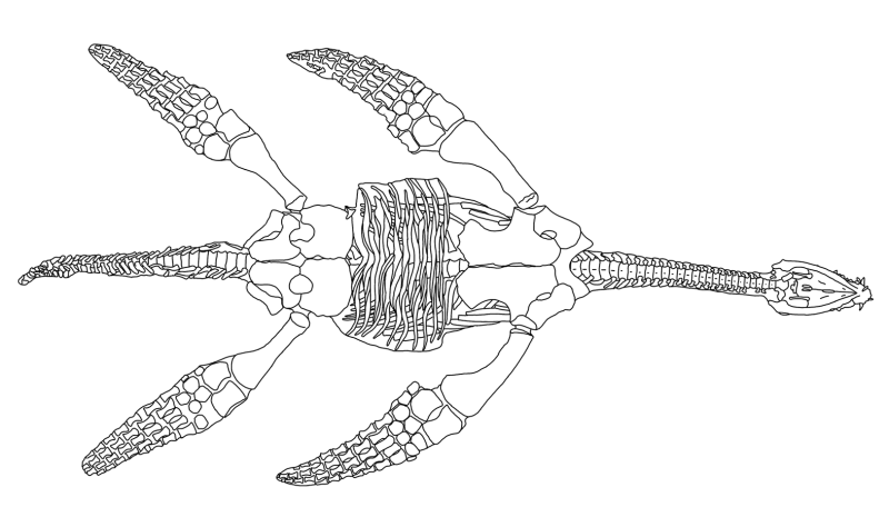 These Ancient Marine Reptiles Swam Through the Water Like Penguins 