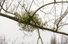 In Diesem Winter, Denken Sie Daran, Dass Die Mistel Ist Ein Vampir-Anlage