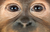Lab-vokset retinal væv var vendt tilbage til monkey vision