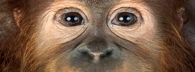 monkey-eyes-fb-cover