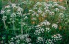 #biologi | Hosta och förbättrar matsmältningen anis