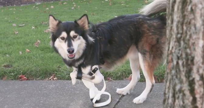 Derby, the Adorable Cybernetic Dog, Just Got Upgraded 3D-Printed Legs