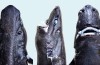 Forskere Offisielt Uttale “Ninja Lanternshark” en Ny Art