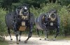 Den BigDog-robot projekt på uppdrag av DARPA officiellt stängt