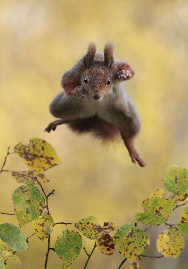 These Are the Winners of the 2015 Comedy Wildlife Awards