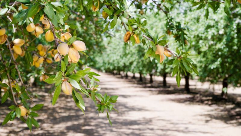A Simple Explanation for the Paradox of How California’s Almonds Boomed in the Drought