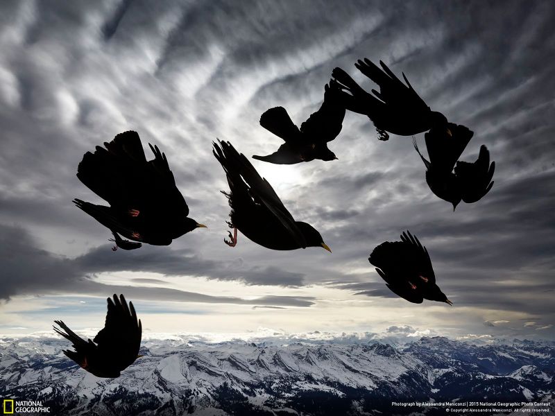 The Coolest Images From National Geographic's 2015 Photo Contest