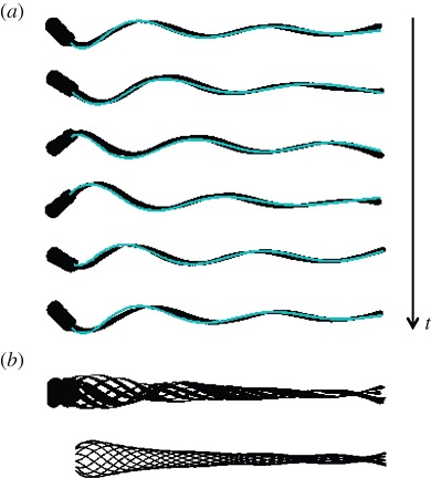 Scientists Can Now Make Fake Sperm Swim 