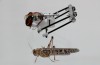 Detta Locust Robot Hoppar 11 Meter Hög och Kunde Skura Katastrof Zoner