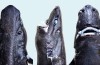 Gli scienziati Ufficialmente Pronunciare il “Ninja pesce diavolo minore” una Nuova Specie