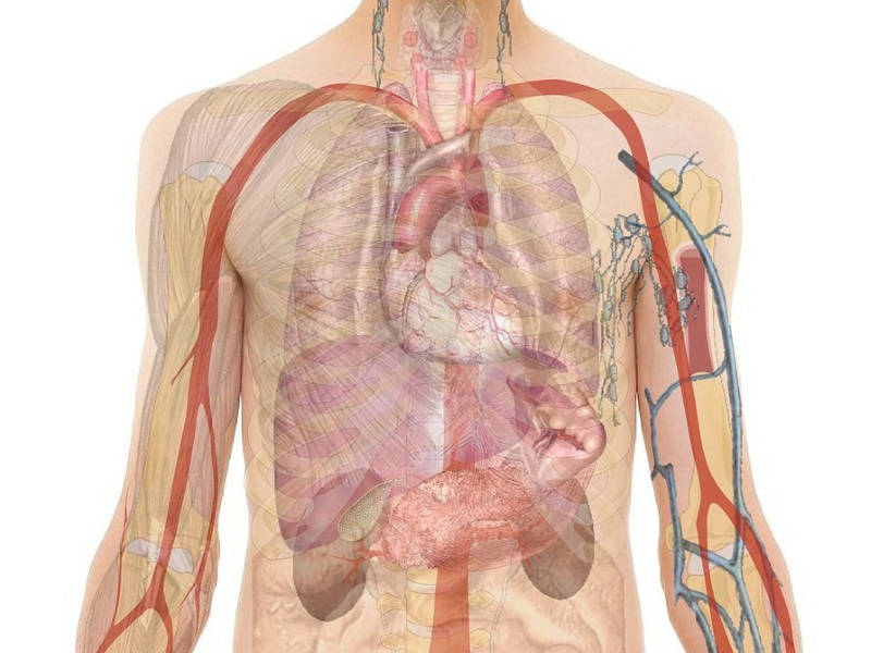 3D-Printed Liver Tissue Developed, Claims Indian Firm