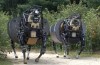 The BigDog robot project commissioned by DARPA officially closed