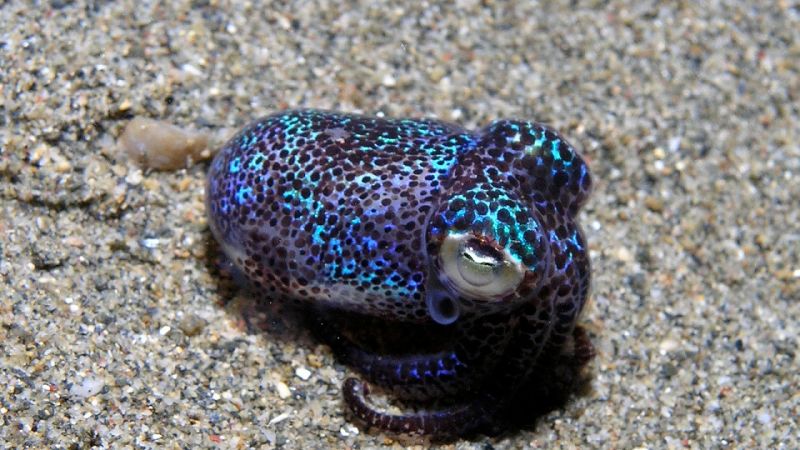 This Squid Could Help Humans Repel Dangerous Flesh-Eating Bacteria