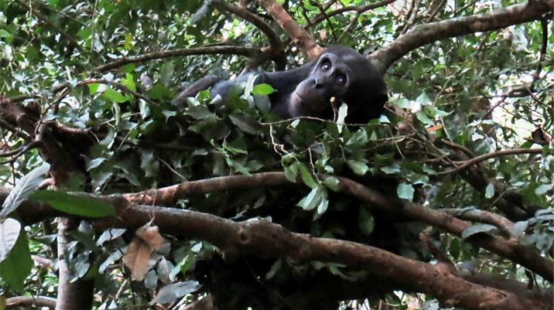 Humans Sleep a Lot Less Than Any Other Primate