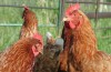 FDA Godkände Bara Transgena Kycklingar Att Göra Medicin