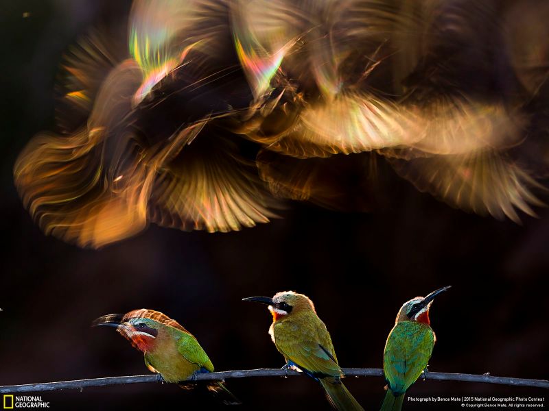 The Coolest Images From National Geographic's 2015 Photo Contest