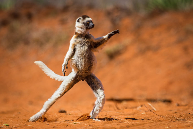 These Are the Winners of the 2015 Comedy Wildlife Awards