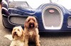 14 photos of these pups with supercars