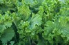 #biologi | senap Gröna till förebyggande av artrit
