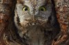 Blikket Dypt Inn i Øynene til Denne Sjel-Spise-Owl)