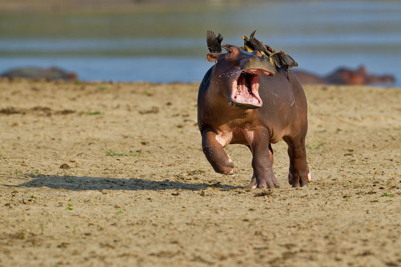 These Are the Winners of the 2015 Comedy Wildlife Awards