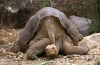 Tortoise Vekkelse Plan Blander Tech og God Gammeldags Babymaking
