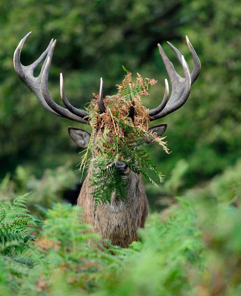 These Are the Winners of the 2015 Comedy Wildlife Awards