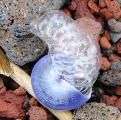 This Snail Lives Its Life Upside Down on a Bubble Raft