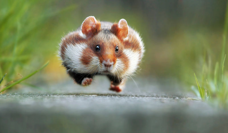These Are the Winners of the 2015 Comedy Wildlife Awards