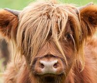 Een Schotse hooglander. 