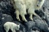 An Ode to the Magnificent Feet of Mountain Goats