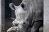 Stamceltechniek need the white rhino rescue