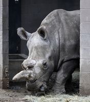 De zeldzame witte neushoorn Nola.