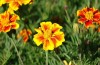 Ringelblumen Sind die Verführerin-Assassinen der Botanischen Welt