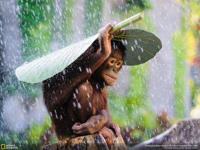 The Coolest Images From National Geographic's 2015 Photo Contest