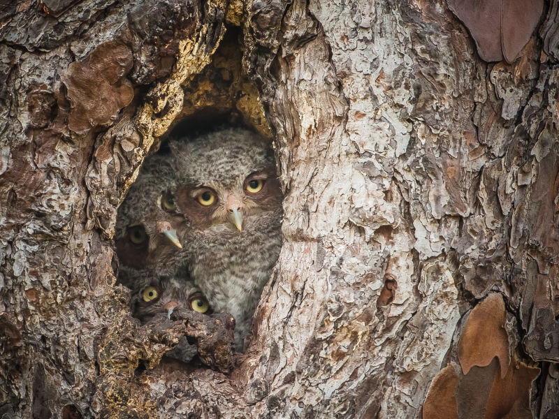 These Are the Winners of the 2015 Comedy Wildlife Awards