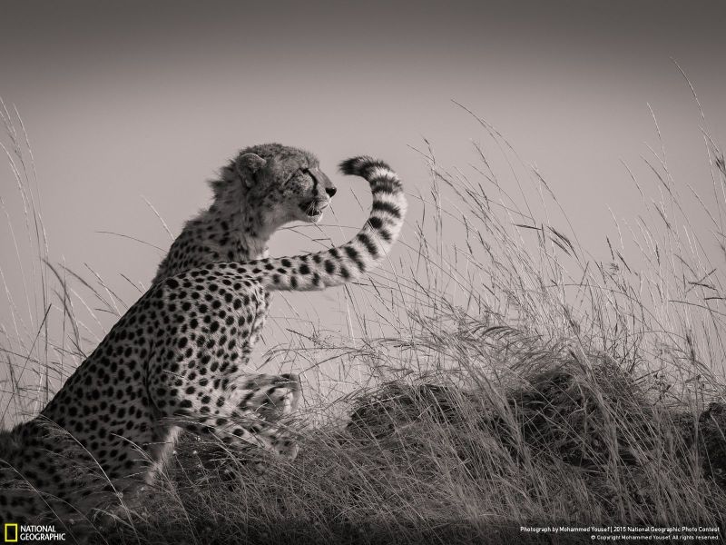 The Coolest Images From National Geographic's 2015 Photo Contest