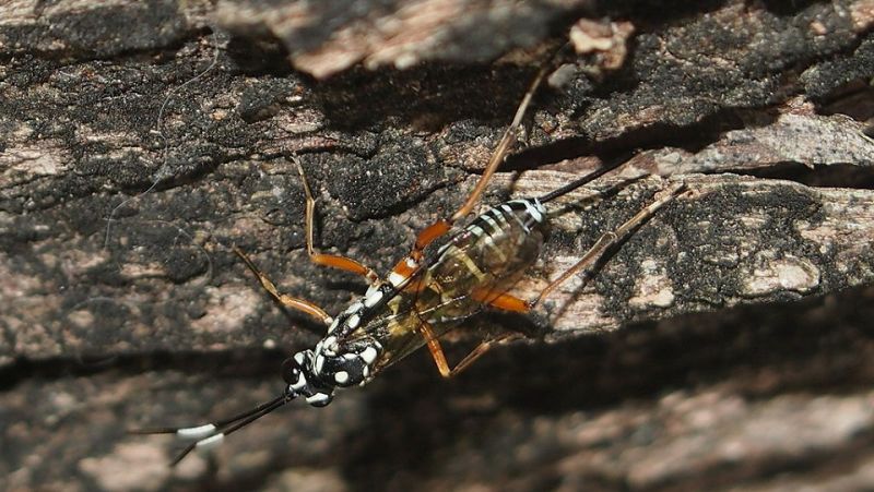 Hopping Wasp Larvae Wrap Themselves in Cocoons of Their Prey 