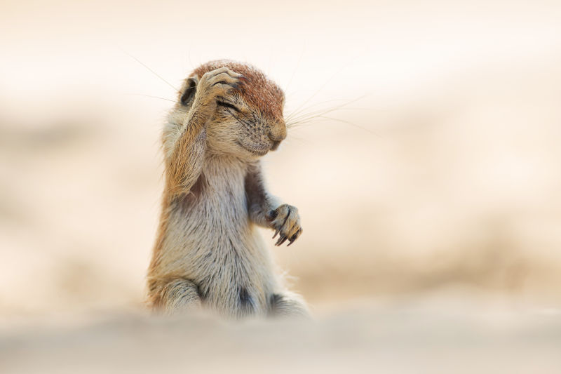 These Are the Winners of the 2015 Comedy Wildlife Awards