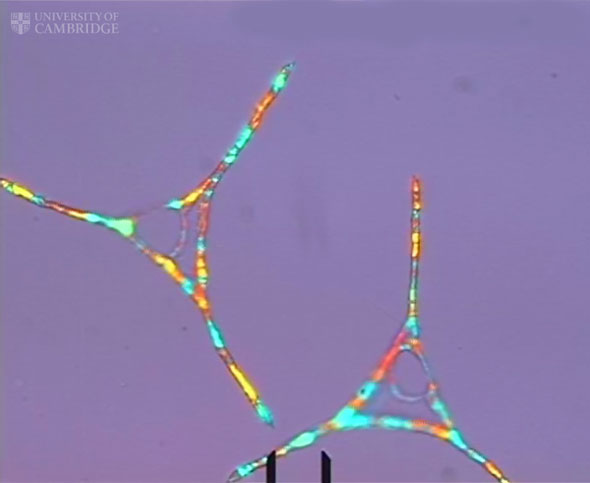These Freezing Drops of Oil Are Hypnotically Beautiful