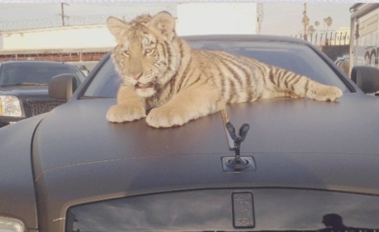 Tiger city, bitch