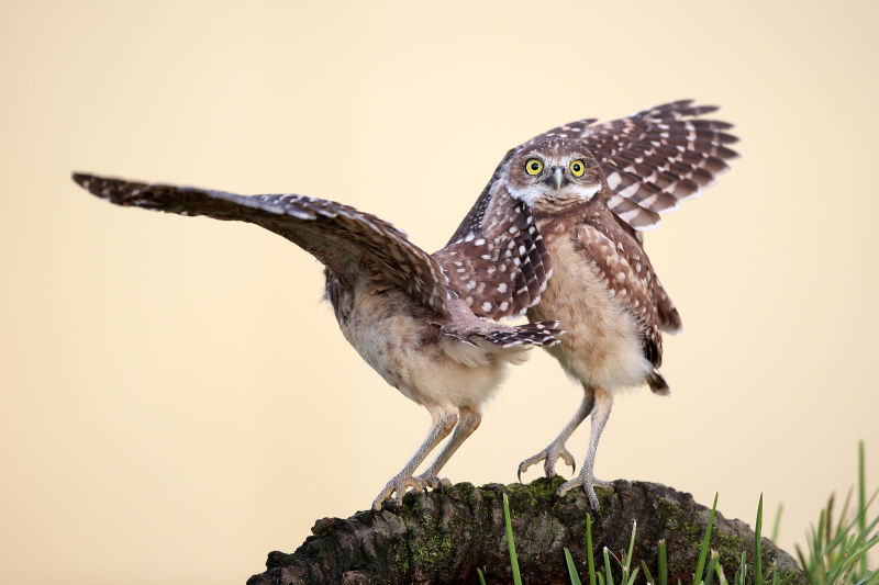 These Are the Winners of the 2015 Comedy Wildlife Awards