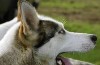 Fatale mishandeling van een hond super in de Bergen