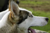 Een husky op archiefbeeld