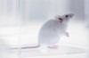 Ryska forskare har framgångsrikt transplanterade musen tryckt på 3D-bioprinter sköldkörteln