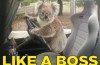 Australian caught autostelende koala in the act