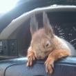 image Squirrel-taxi-003.jpg