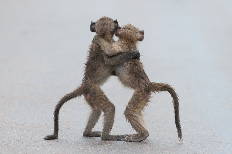 These Are the Winners of the 2015 Comedy Wildlife Awards